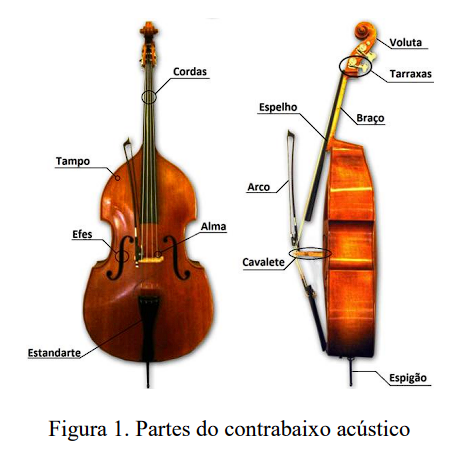 Corpo do contrabaixo com arco